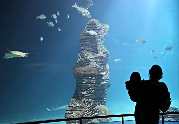 Fische schwimmen im Inneren des Oceanogràfic von Valencia