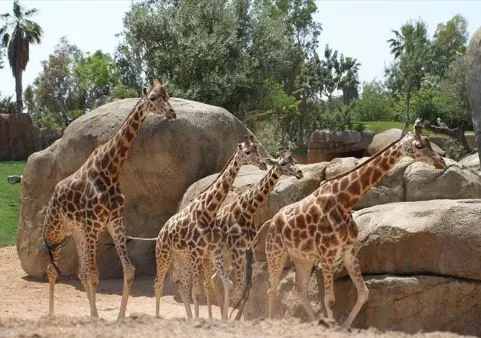 Giraffen im Bioparc Valencia. Giraffen im Bioparc Valencia.
