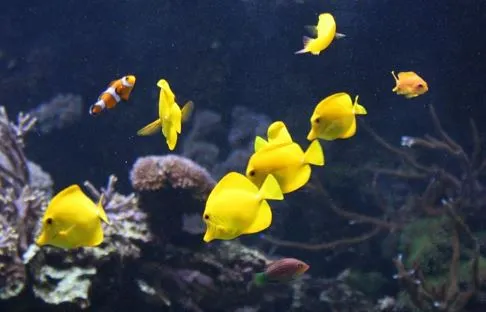 Fische im Oceanografischen Institut Valencia. Fische im Oceanografischen Institut Valencia.