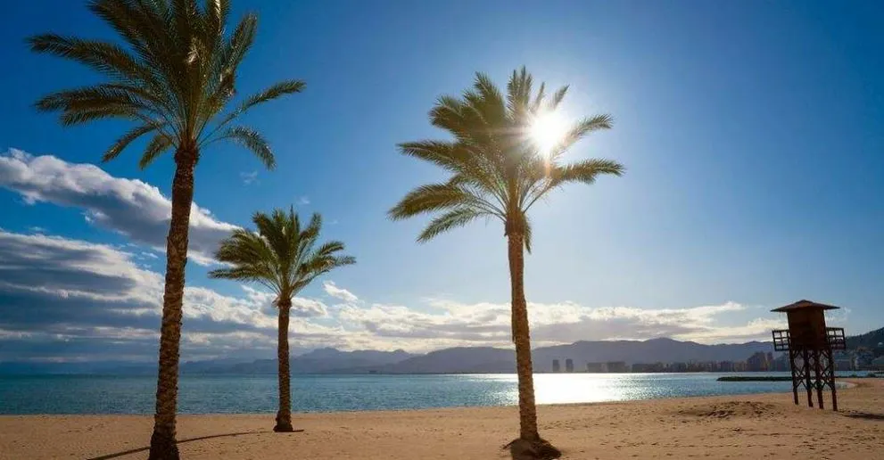 Palmen an einem Strand von Valencia.