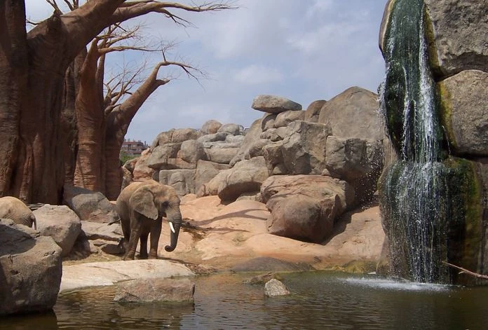 Elefanten im Bioparc Valencia