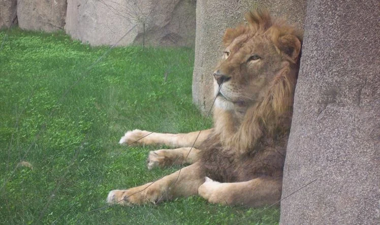 Ruhender Löwe im Bioparc Valencia