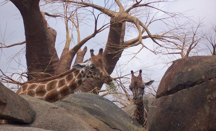 Giraffen im Bioparc Valencia