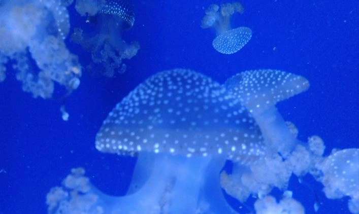 Qualle im Oceanogràfic Valencia