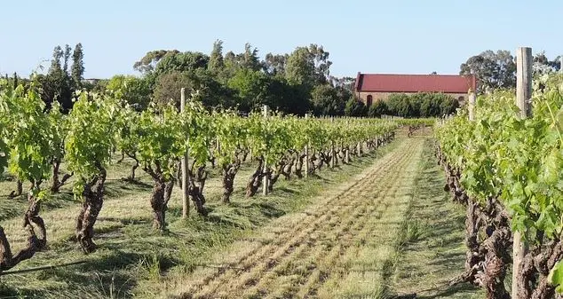 Weinberglandschaft